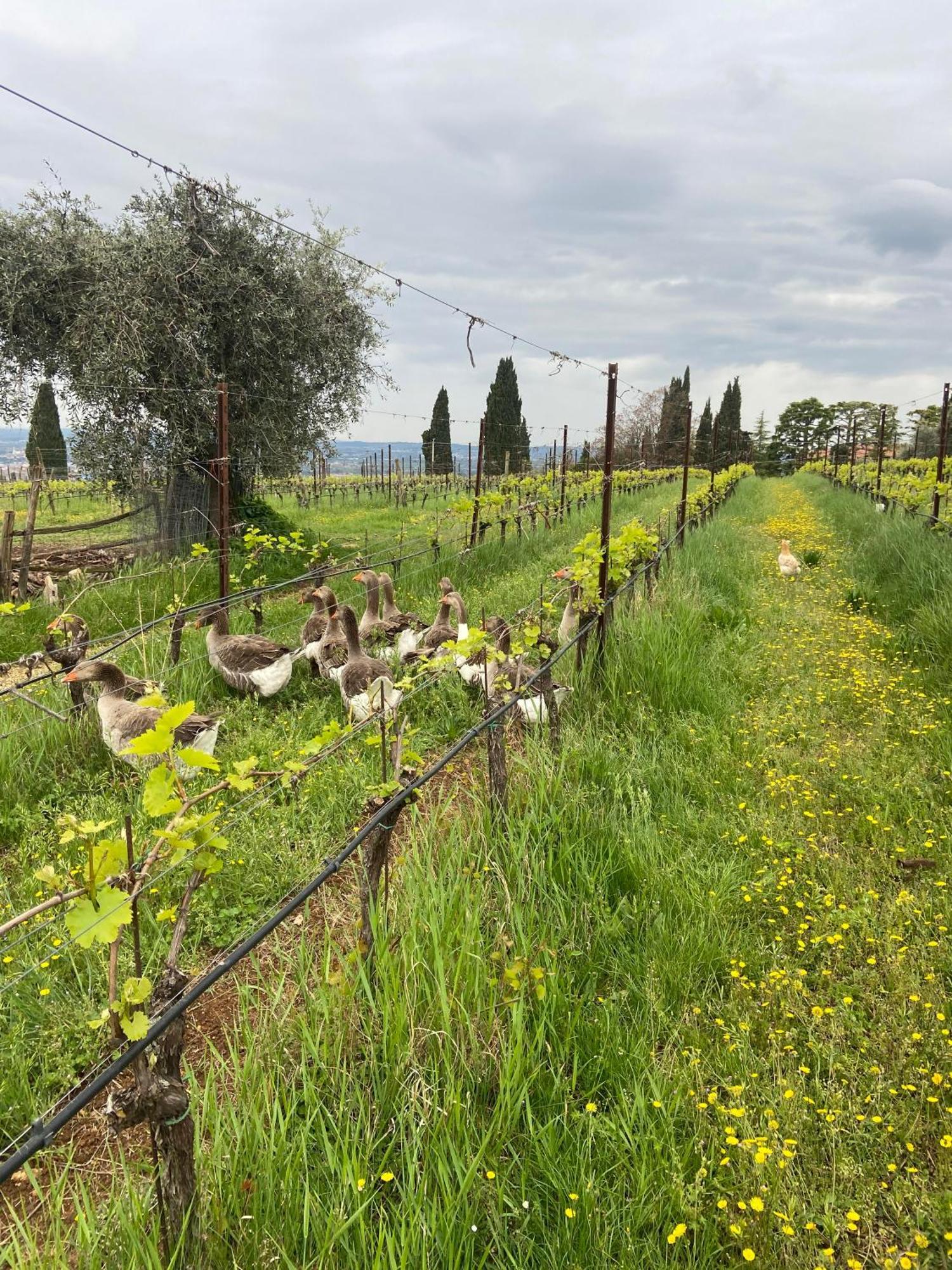 La Vineria Di San Mattia Villa Verona Bagian luar foto